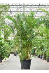 Dypsis (Areca) Lutescens