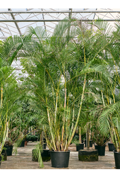 Dypsis (Areca) Lutescens