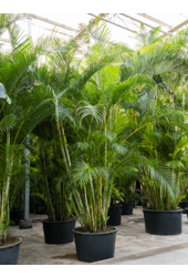 Dypsis (Areca) Lutescens (450-500)