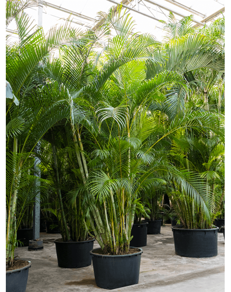 Dypsis