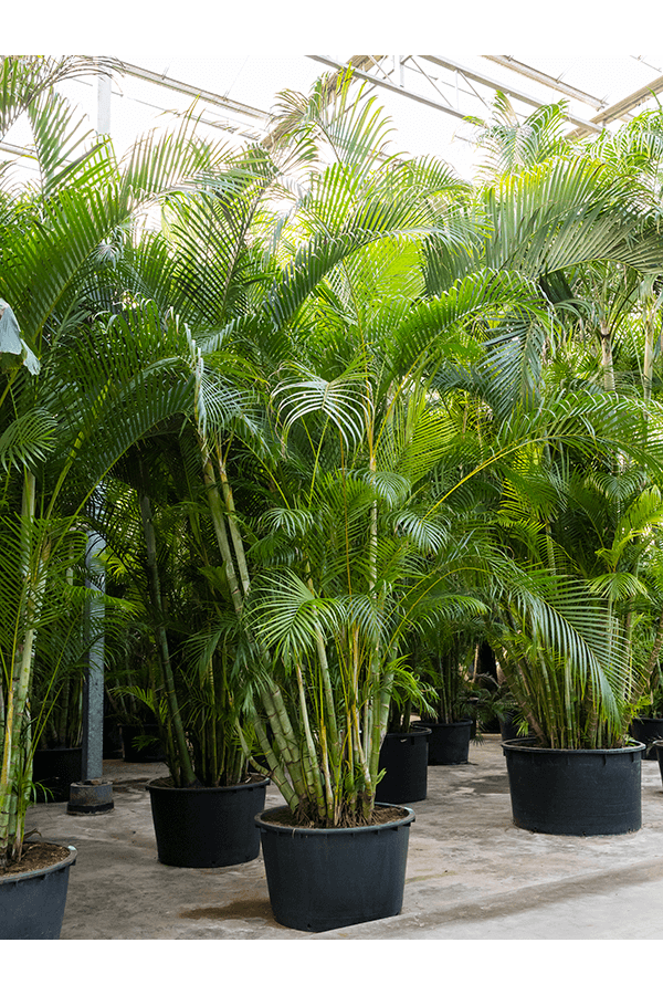 Dypsis (Areca) Lutescens (450-500)