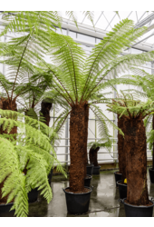 Dicksonia Antarctica