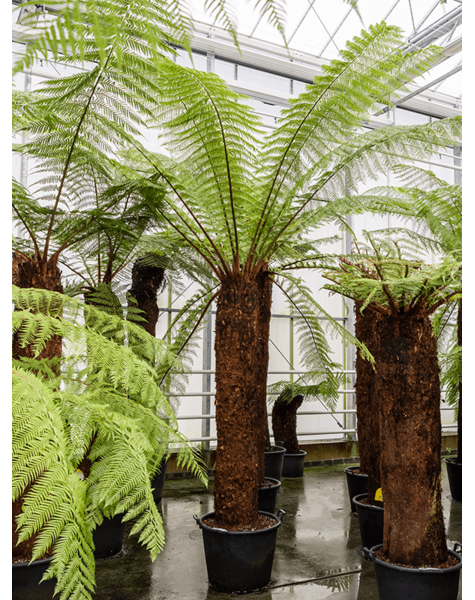 Dicksonia