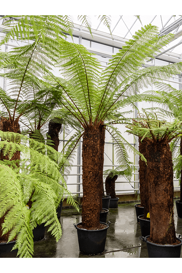 Dicksonia Antarctica