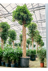 Ficus Rubiginosa Australis