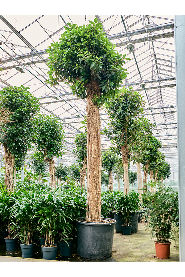 Ficus Rubiginosa Australis