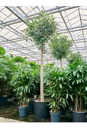 Ficus Rubiginosa Australis