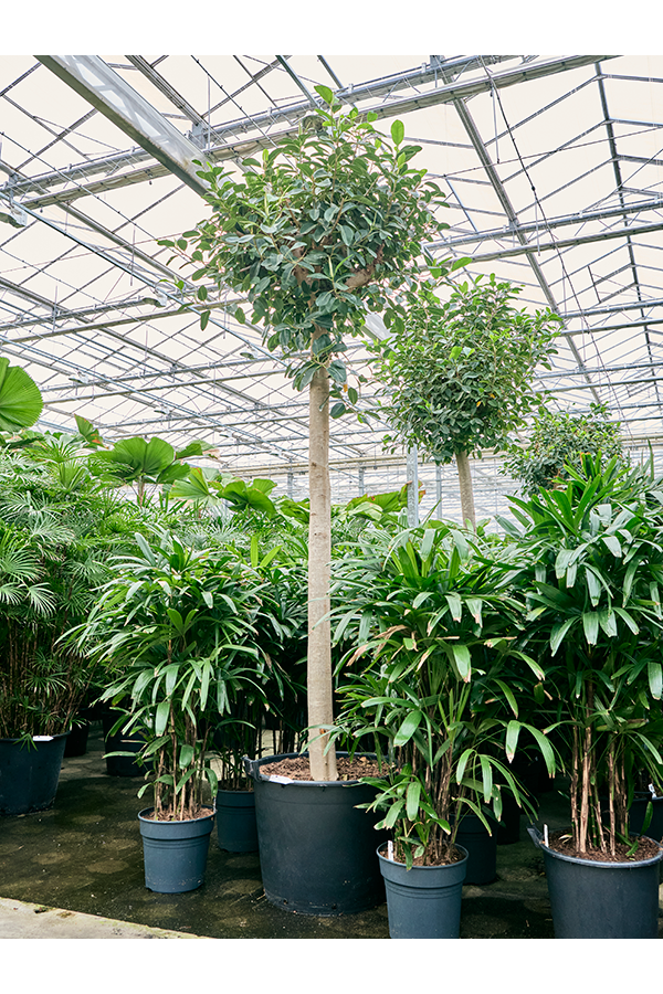Ficus Rubiginosa Australis