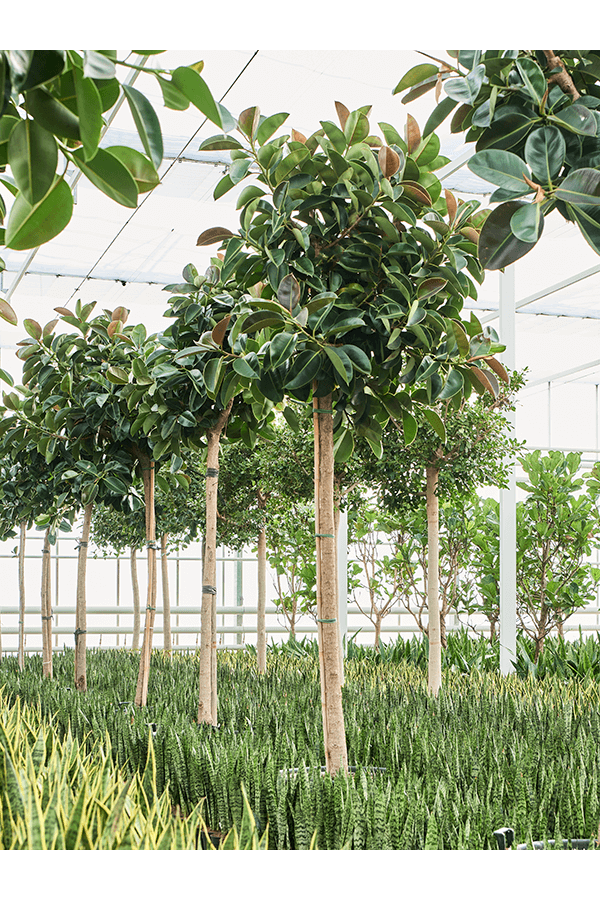 Ficus Elastica Robusta (300-400)