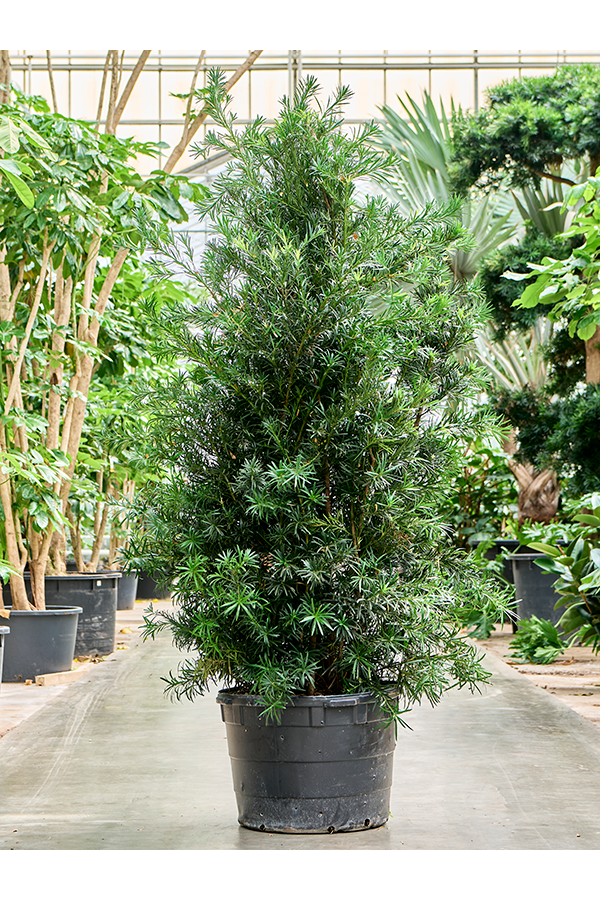 Podocarpus Macrophyllus Maki