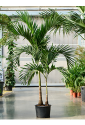 Veitchia (Adonidia) Merrillii