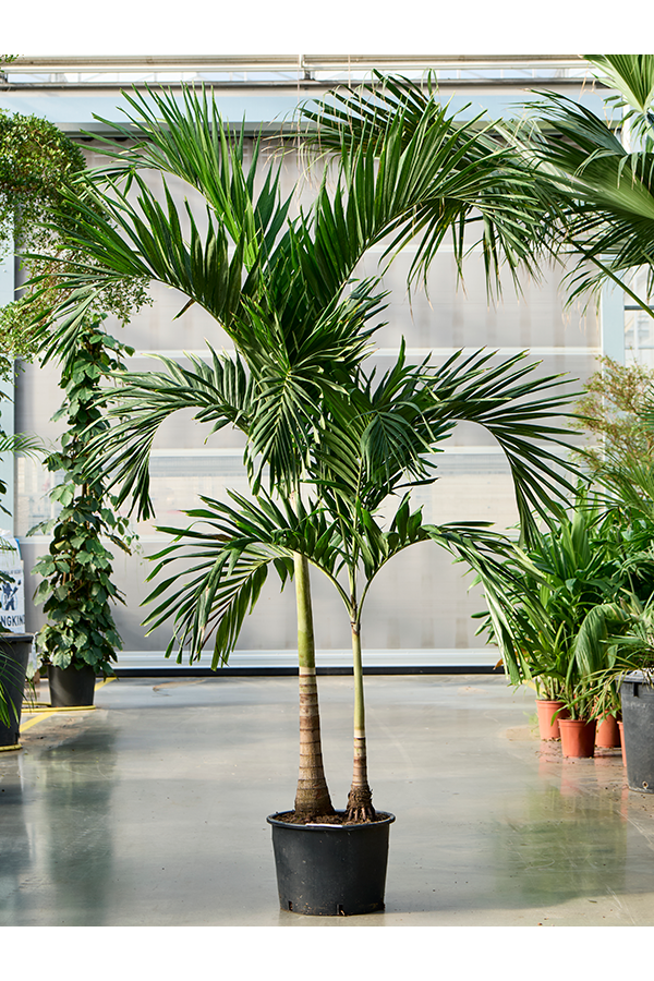 Veitchia (Adonidia) Merrillii