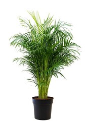 Palmier doré Aréca M