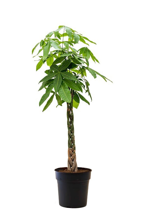 Pachira Aquatica Gevlochten L