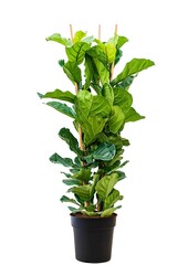 Ficus Lyrata S