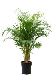 Palmier doré Areca L