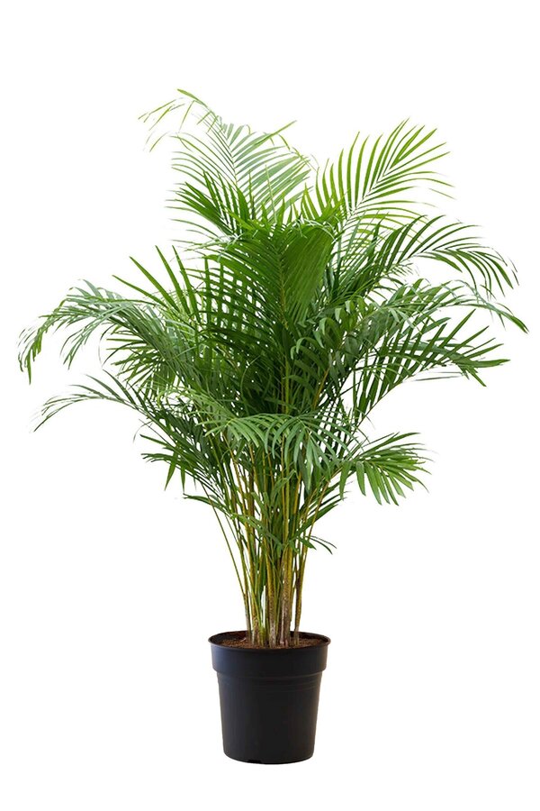 Palmier doré Areca L