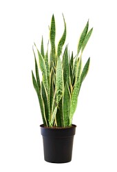 Sansevieria Laurentii XL