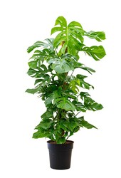 Monstera Gatenplant mosstok XL