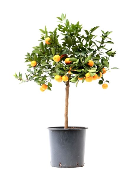 Citrus Calamondin