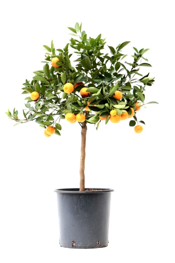 Sinaasappelboom L
