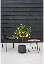 Sinaasappelboom L