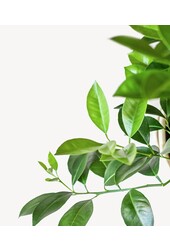 Sinaasappelboom L