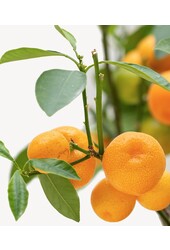 Sinaasappelboom L