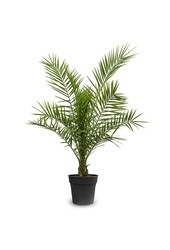 Phoenix Canariensis L