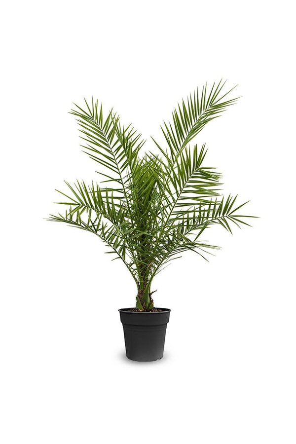 Phoenix Canariensis L