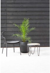 Phoenix Canariensis L