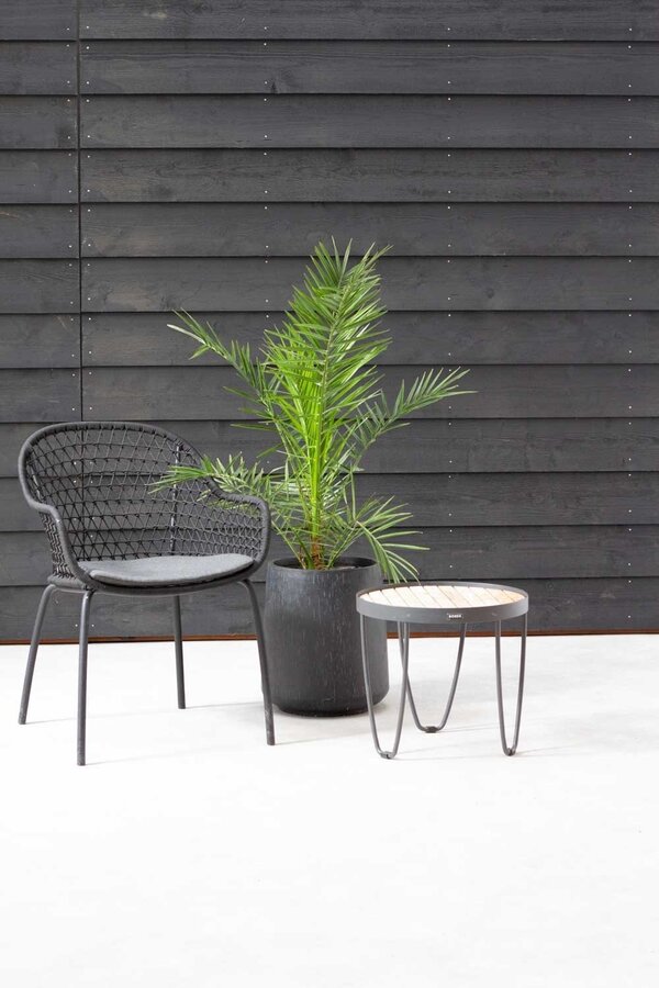 Phoenix Canariensis L