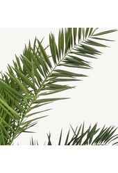 Phoenix Canariensis L