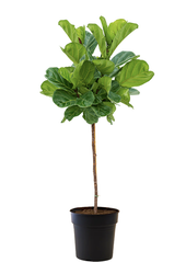 Ficus Lyrata sur tige
