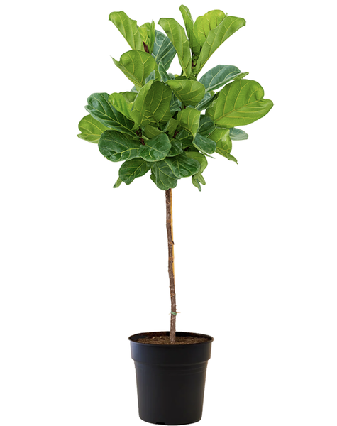 Ficus Lyrata