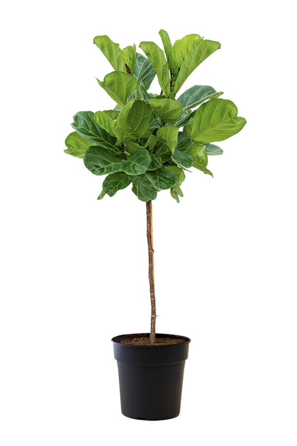 Ficus Lyrata op stam