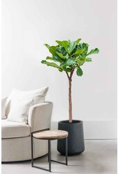 Ficus Lyrata sur tige
