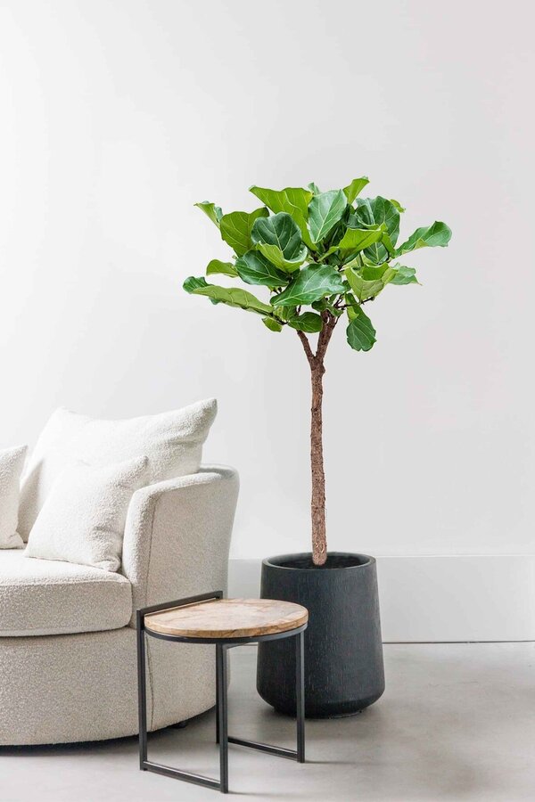 Ficus Lyrata sur tige