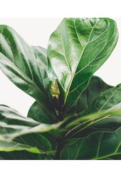 Ficus Lyrata sur tige