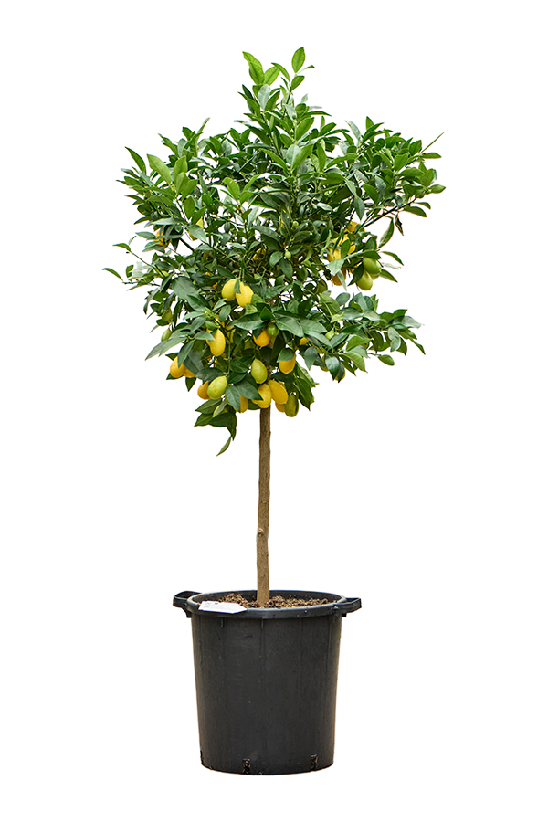 Citronnier XXL