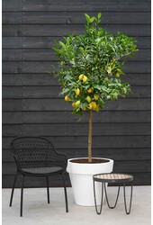 Citronnier XXL