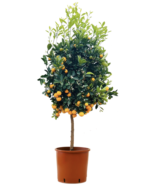 Citrus Calamondin