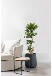 Ficus Bonsai
