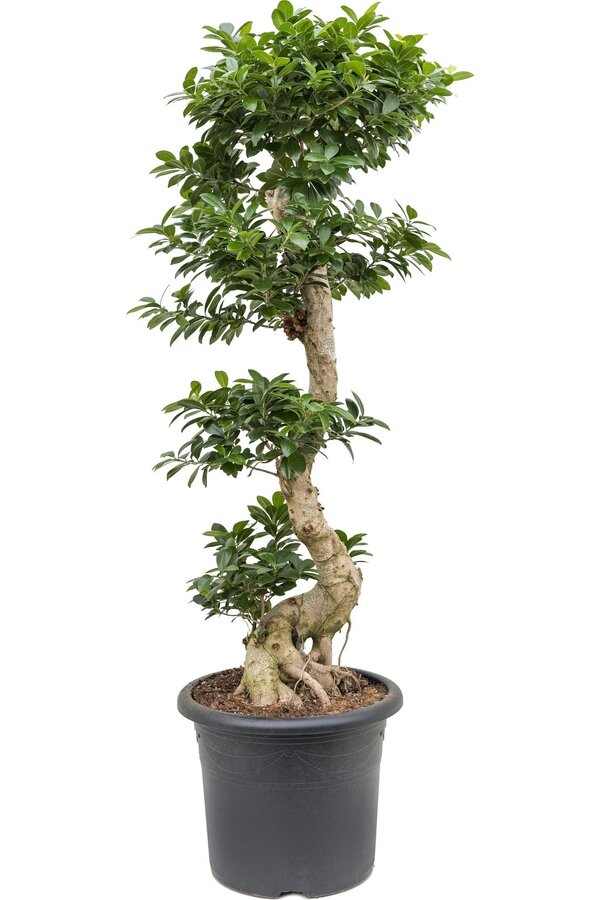 Ficus Bonsai