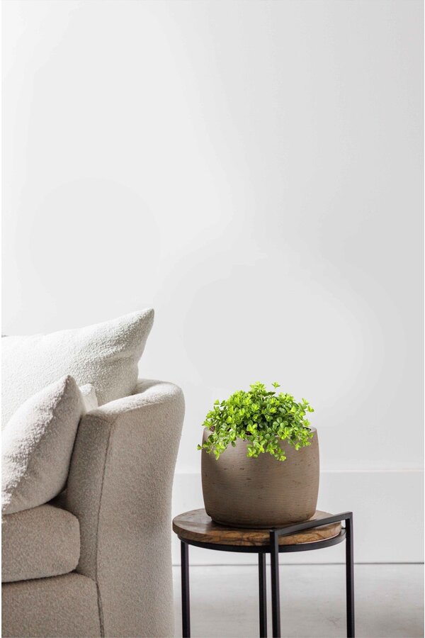 Peperomia Poivre Nain Rotundi