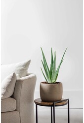 Plante Aloès Vera