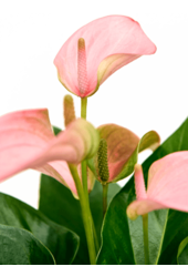 Hydroplante Anthurium Andraeanum Joli