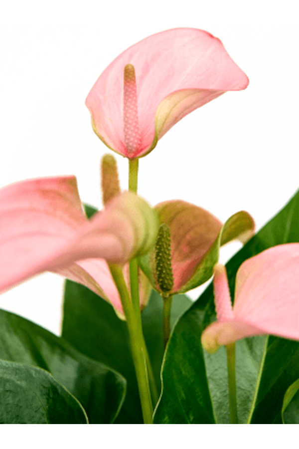 Hydroplante Anthurium Andraeanum Joli