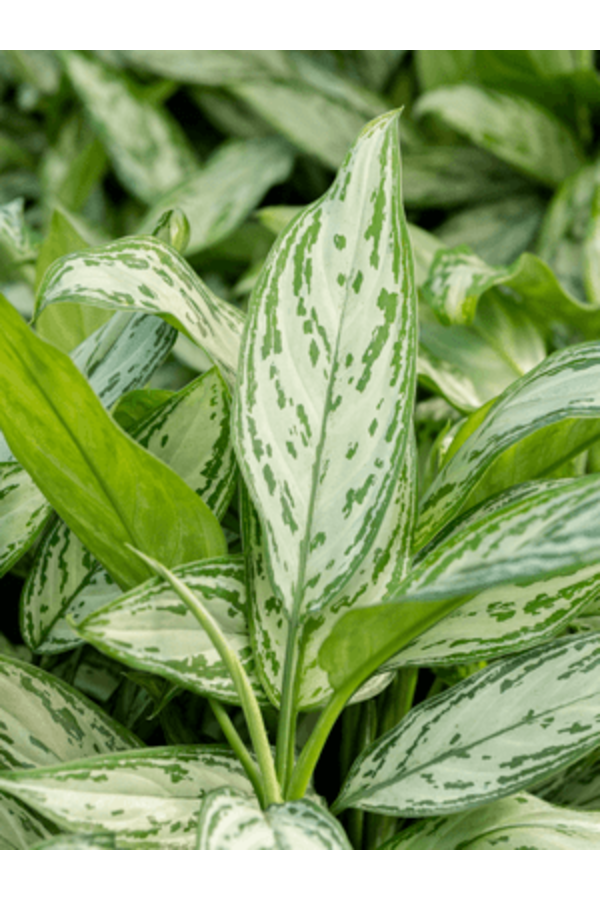 Hydroplant Aglaonema Silver Frost