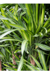 Plante d'hydroculture Dracaena Fragrans Riki